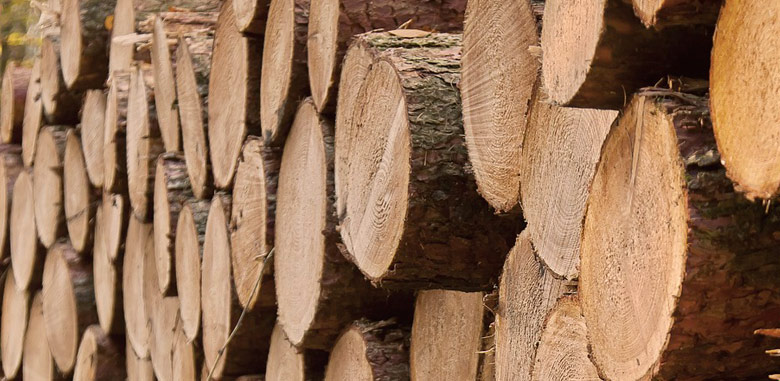 Del árbol a tu casa: Cómo es el proceso de preparación de nuestros tablones  de madera tropical maciza
